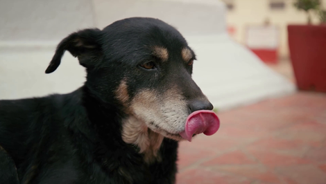 Túlavé psy, ktoré nikto neodháňa: V tejto krajine sú posvätné a majú aj svoj sviatok!