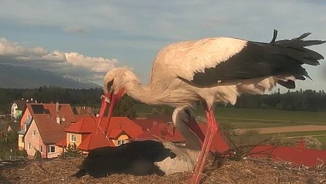 Bocianovi uviazol v zobáku plastový krúžok. Sociálne siete zaplavila panika