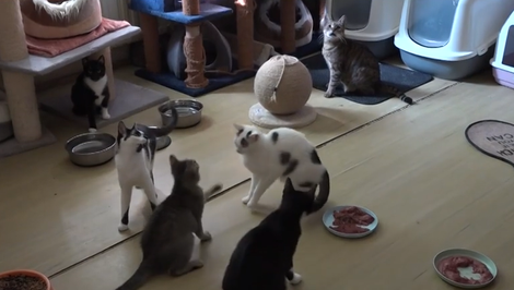 Drzá fenka Pampi a jej pán rozbehli projekt na kastráciu mačiek s cieľom zabrániť premnoženiu