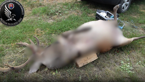 Enviropolicajti prichytili pytliakov priamo pri čine. Našli mäso, zbrane aj tisíce eur