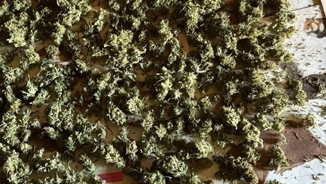 Policajti zadržali dvoch mužov pri zbere marihuany, zhabali aj sušenú úrodu