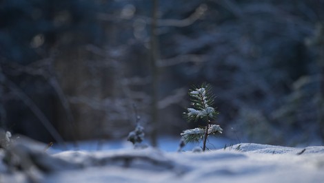 Slovensko zasiahne vlna ochladenia, cez víkend zažijeme prvý SNEH