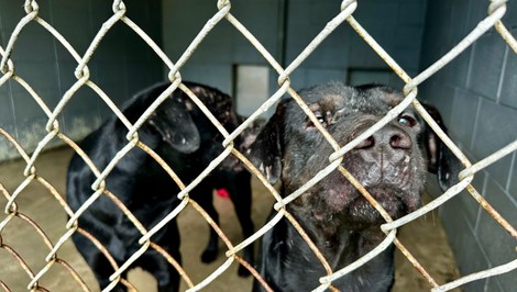 Psie mäso v Číne v roku 2026: milióny zabitých psov, pomalý ústup a tlak aktivistov