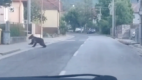 Útok medveďa v Závažnej Porube má dohru. Problémového jedinca eliminovali