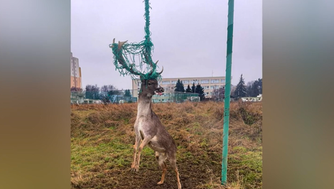 Vysoká zver čoraz častejšie zavíta do centra miest. Ako sa správať, keď na ňu natrafíte?