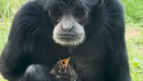 Opica v ZOO dojala ošetrovateľov: Postarala sa mláďatko vtáčika, ktorý spadol do jej výbehu