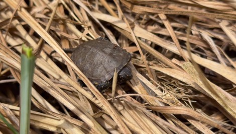 Zachraňujú ich psy aj byvoly. Korytnačky močiarne dostávajú druhú šancu