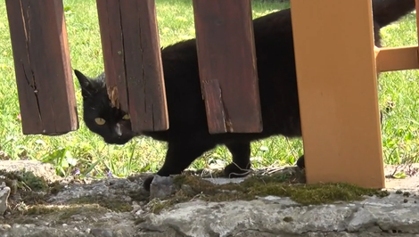 Vlna otráv desí obce: Neznámy páchateľ rozhadzuje jed, hynú mačky