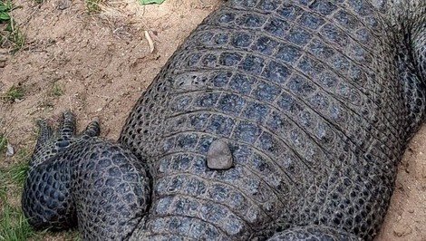 Zoo zverejnila znepokojivé zábery. Návštevníci hádzali po zvieratách kamene a iné predmety