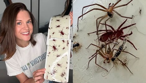 „Pavúčia dáma“ šokuje internet: Žije s jedovatými pavúkmi, no odmieta sa odsťahovať