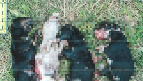 Šteniatka mala vložiť do tašky, potom do nej udierať kusom podlahy. Žena čelí obvineniu