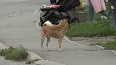 Pokuta za voľný pohyb psa v Humennom: Zodpovednosť verzus realita