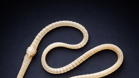 Pásomnice potkanie môžu pomôcť s liečbou depresie alebo alergií. Potrebujú ale vlákninu, zistili českí vedci