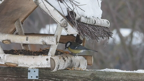 Vtáčia hodinka láme rekordy. Slováci sčítali vyše 124-tisíc vtákov