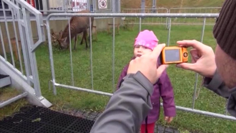 VIDEO: Turistu v Tatrách prefackal jeleň