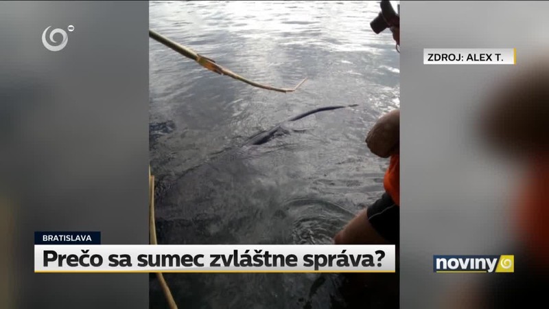 Prečo sa sumec zvláštne správa?