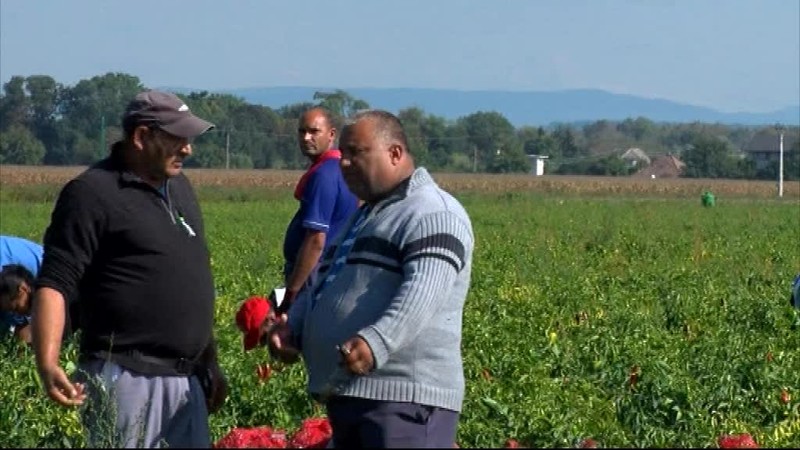 Za marihuanovú cigaretu už nemusí hroziť zápis v registri trestov