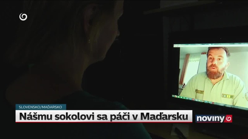 Nášmu sokolovi sa páči v Maďarsku