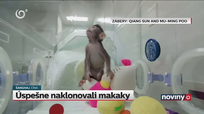 Úspešne naklonovali makaky