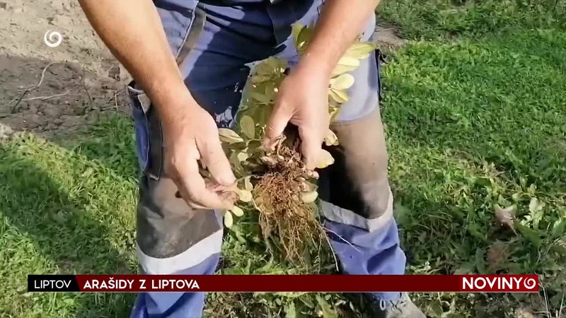 ARAŠIDY Z LIPTOVA