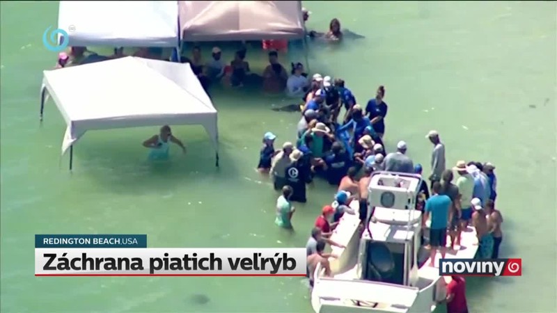 Záchrana piatich veľrýb