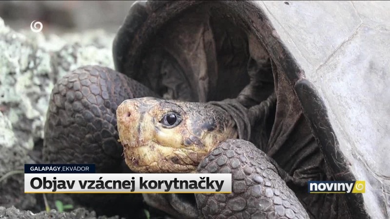 Objav vzácnej korytnačky
