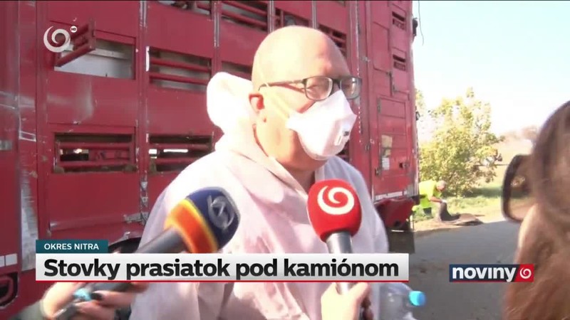 Stovky prasiatok pod kamiónom