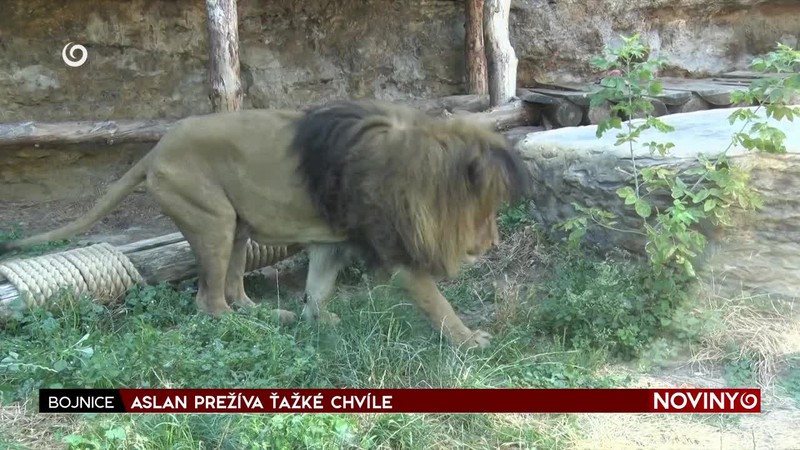 ASLAN PREŽÍVA ŤAŽKÉ CHVÍLE