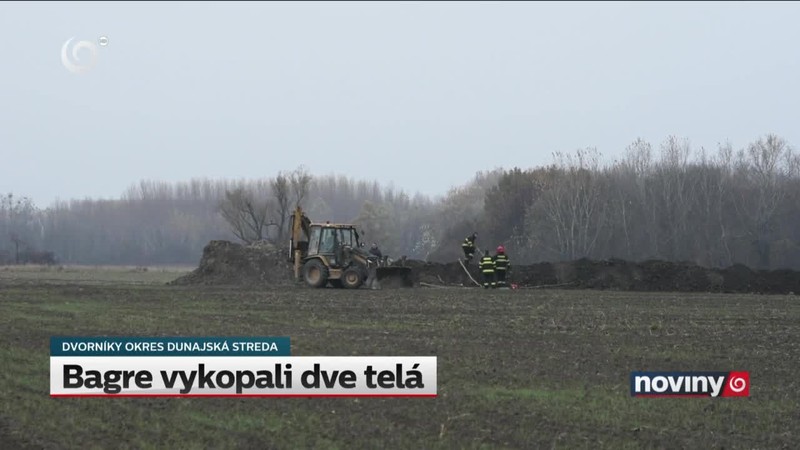Bagre vykopali dve telá