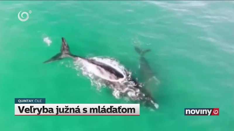 Veľryba južná s mláďaťom