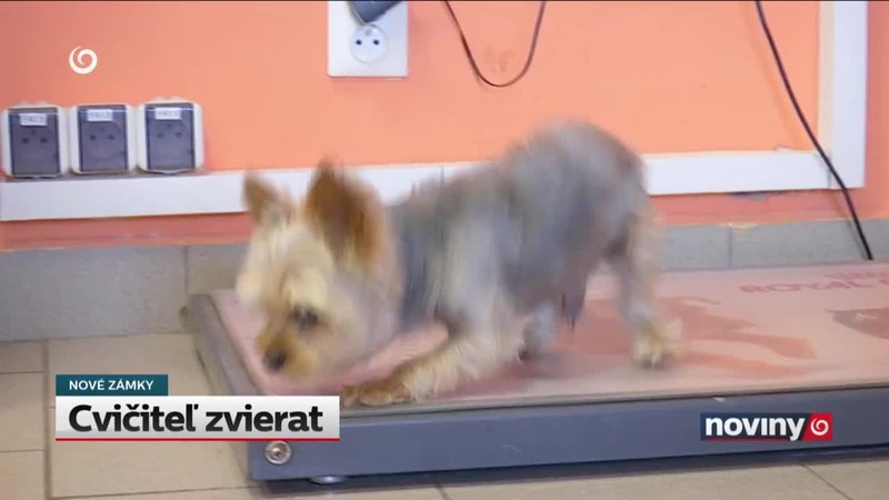 Cvičiteľ zvierat