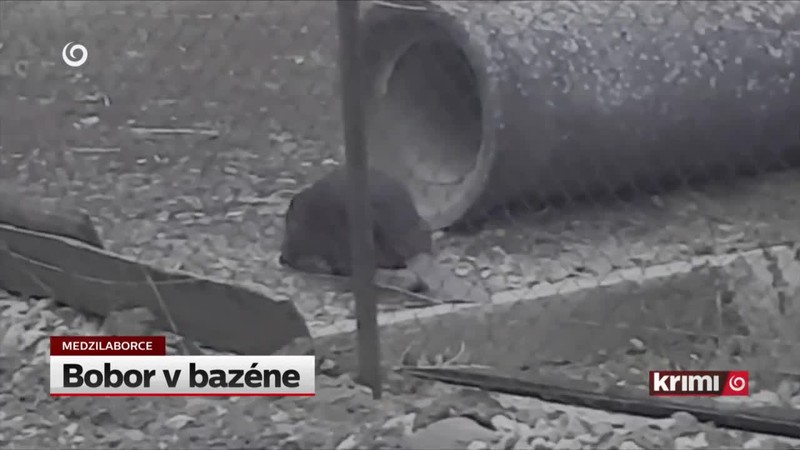 Bobor v bazéne