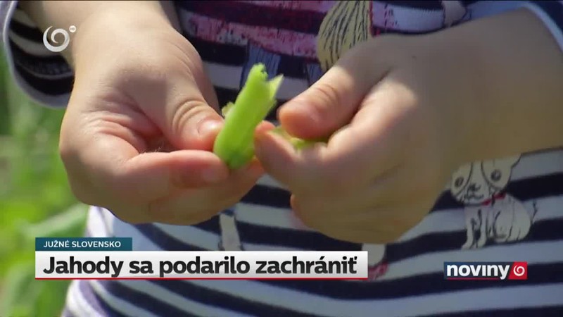 Jahody sa podarilo zachrániť