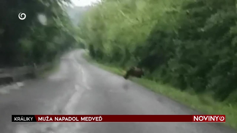MUŽA NAPADOL MEDVEĎ