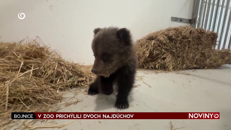 V ZOO PRICHÝLILI DVOCH NAJDÚCHOV
