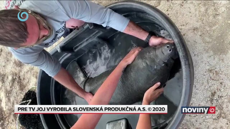 Záchrana lamantína