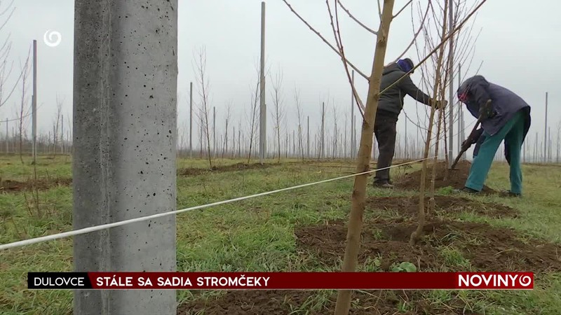 STÁLE SA SADIA STROMČEKY