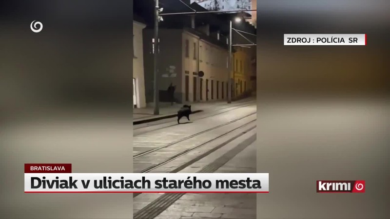 Diviak v uliciach starého mesta