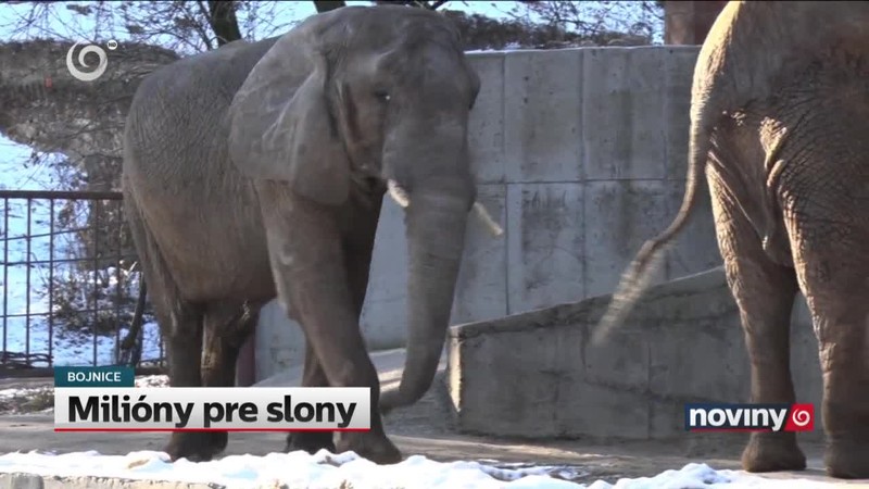 Milióny pre slony