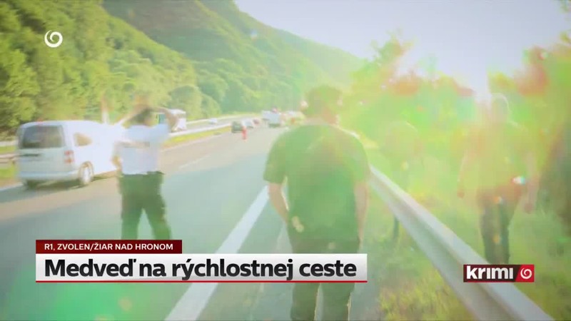 Medveď na rýchlostnej ceste