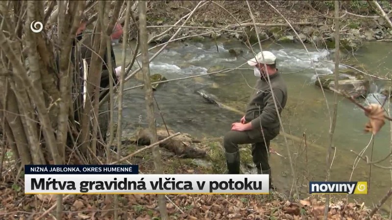 Mŕtva gravidná vlčica v potoku