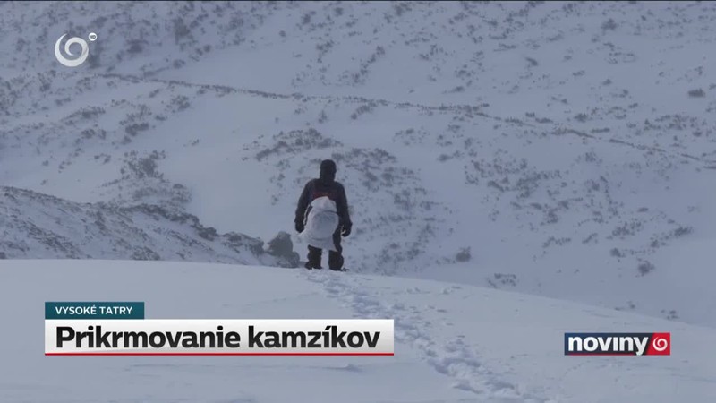 Prikrmovanie kamzíkov