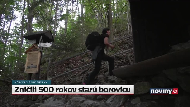 Zničili 500 rokov starú borovicu