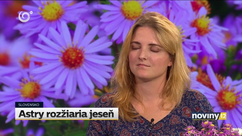 Astry rozžiaria jeseň. Spravte si na balkóne farebný raj