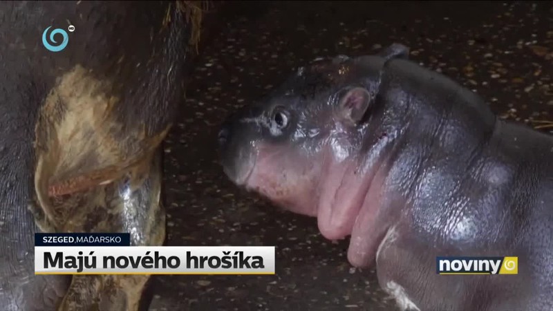 Majú nového hrošíka