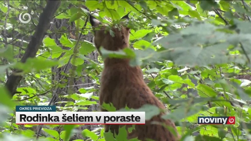 Rodinka šeliem v poraste