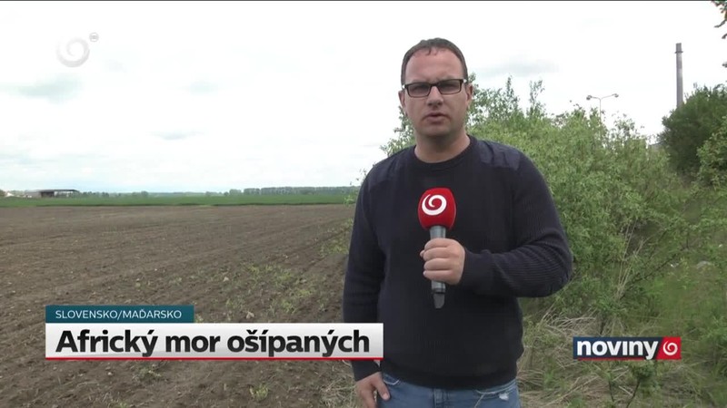 Africký mor ošípaných