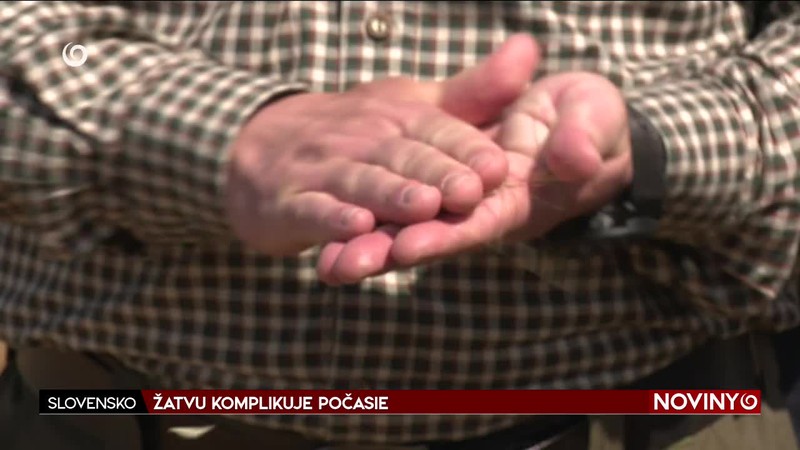 ŽATVU KOMPLIKUJE POČASIE