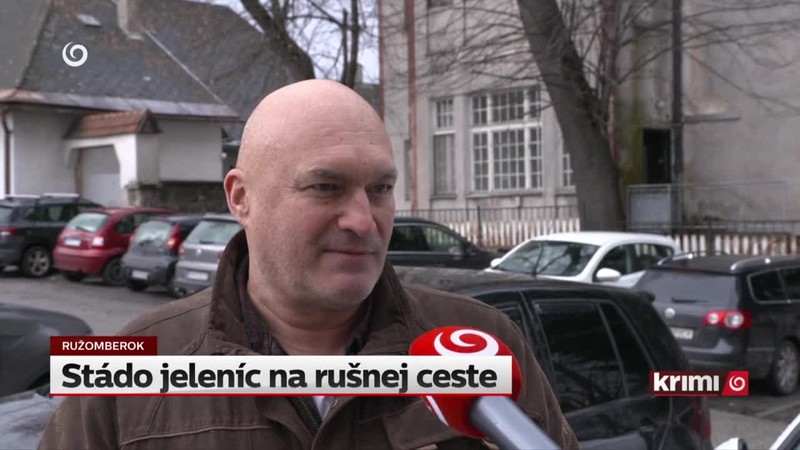 Stádo jeleníc na rušnej ceste