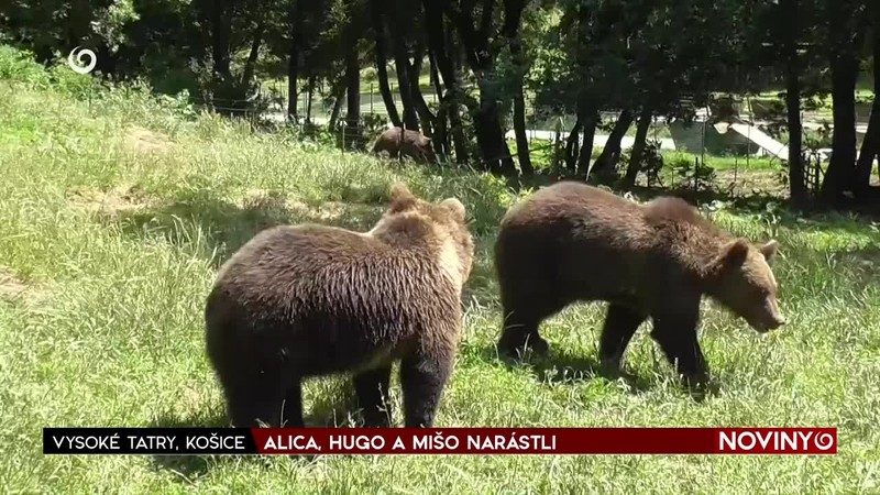 ALICA, HUGO A MIŠO NARÁSTLI